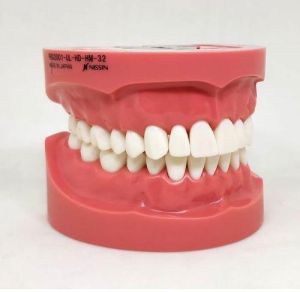 NISSIN Hard Gingiva Jaw Model (32 teeth) [PRO2001-UL-HD-HM-32]