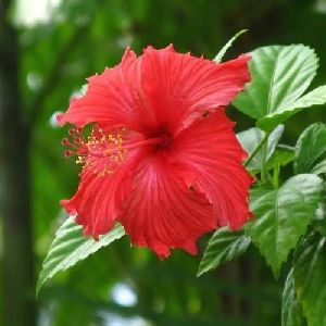 Fresh Hibiscus Flower