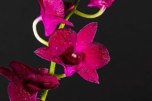 Orchids, Dendrobium Orchids