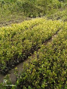 Kashmiri Apple Ber Plant