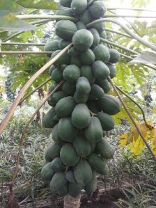 Papaya Plant