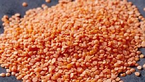 Red Lentils