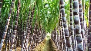 Sugar cane red (karumbu)