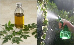 Water Soluble Neem Oil