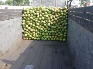 Fresh Green Coconut