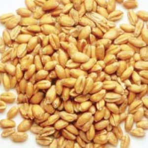 Organic Wheat Seeds