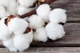 pure raw cotton