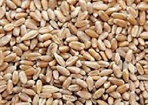 Raw Wheat Seeds