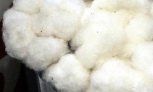 soft raw cotton