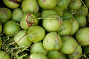 Green Tender Coconut