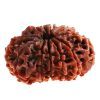 Rudraksha Beads