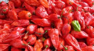 Naga King Chilli