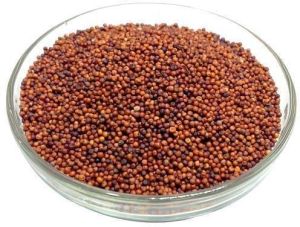 ragi millet