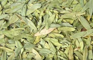 Dried Senna Leaves (Senna alexandrina)