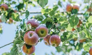 apple FRUIT tree
