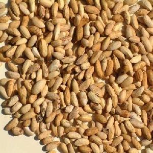 Neem Seed Kernal