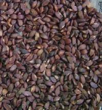 Subabool Seeds