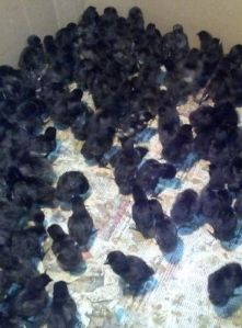 kadaknath chicks