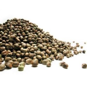 Organic Hemp Seed