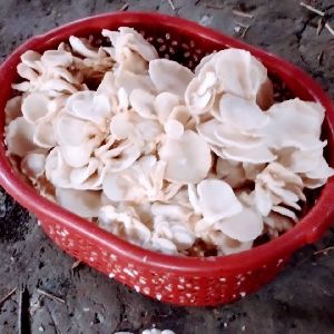 Fresh Oyster Mushroom