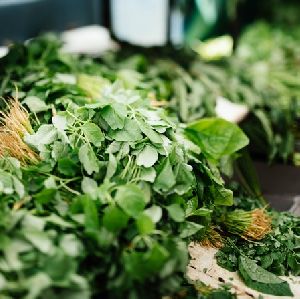 Fresh Arugula Leaves