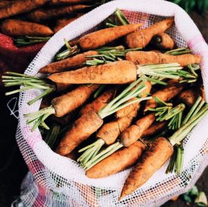 Fresh Carrots