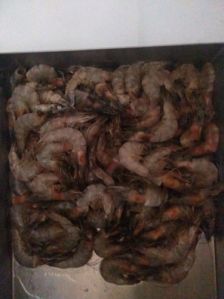 Prawns