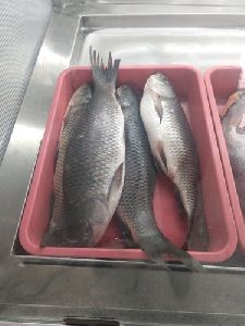 Rohu Fish