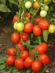 Hybrid Tomato