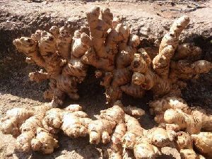 Ginger Seeds