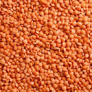 Red Lentils