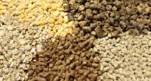 feed raw materials