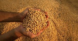 GMO Soybean Seeds