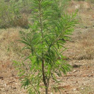 Amla Plant