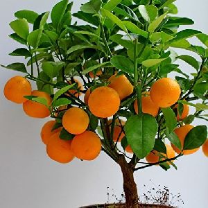 Orange Plant