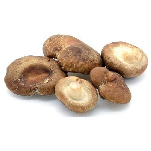 Fresh Brown Mushroom