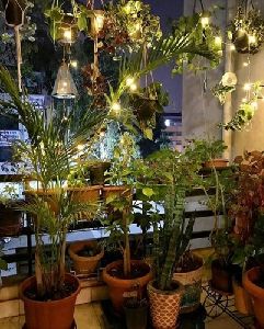 Air Purifier Indoor Outdoor Plants