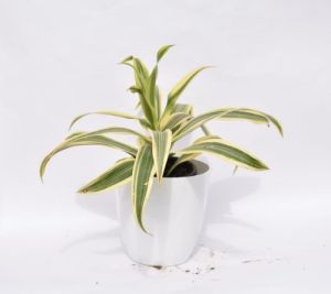 dracaena reflexa plastic pot plant