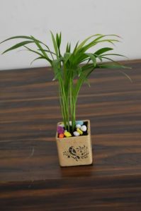 Table Top Palm with Ceramic Pot