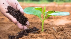 Vermicompost Fertilizer