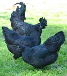 Female Live Kadaknath Chicken