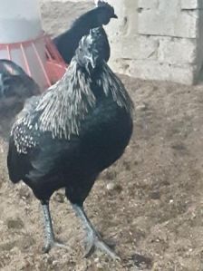 ORGANIC KADAKNATH LIVE BIRD MALE