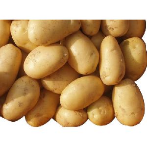 Fresh Natural Potatoes