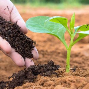 agriculture vermicompost