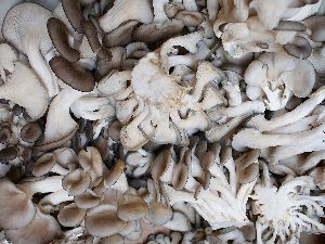 Fresh Oyster Mushroom