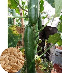 Hybrid Cucumber Seeds