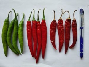 UN 0731 Hybrid Chilli Seeds