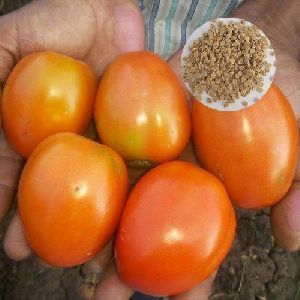 UN 3030 Hybrid Tomato Seeds