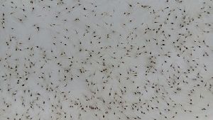 Vannamei Shrimp Seeds