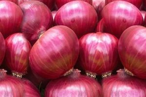 Fresh Red Onion